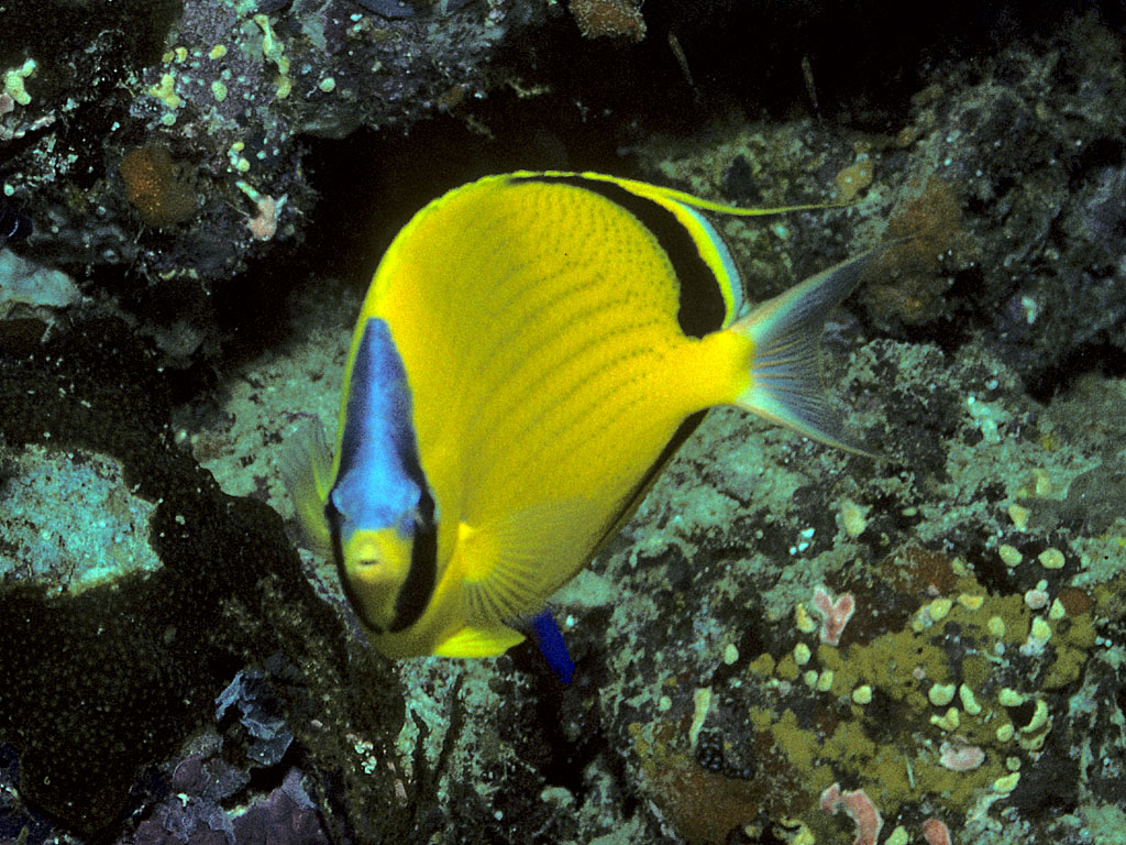 Chaetodon semeion (Pesce farfalla tratteggiato)